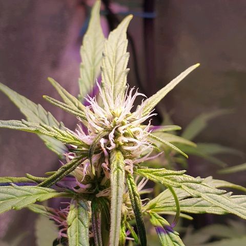 Royal Dwarf 2 growlog timeline photo