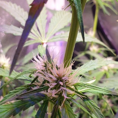 Royal Dwarf 2 growlog timeline photo