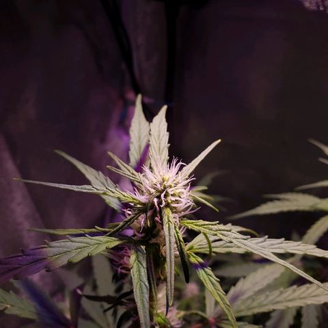 Royal Dwarf 2 growlog timeline photo