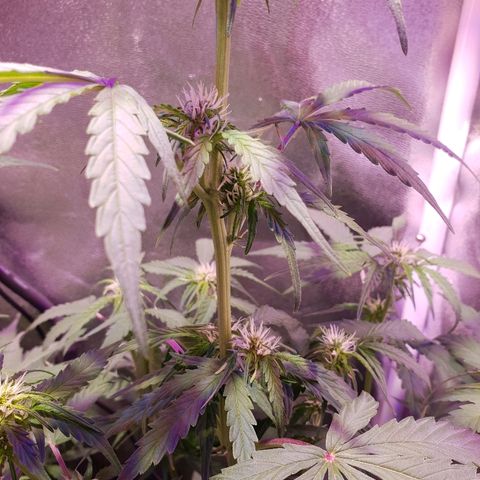 Royal Dwarf 1 growlog timeline photo