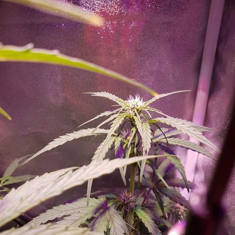 Royal Dwarf 1 growlog timeline photo