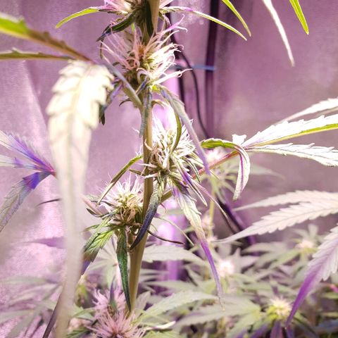 Royal Dwarf 2 growlog timeline photo