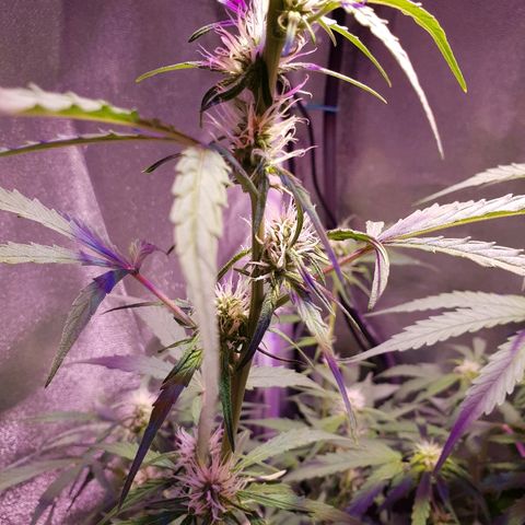 Royal Dwarf 2 growlog timeline photo