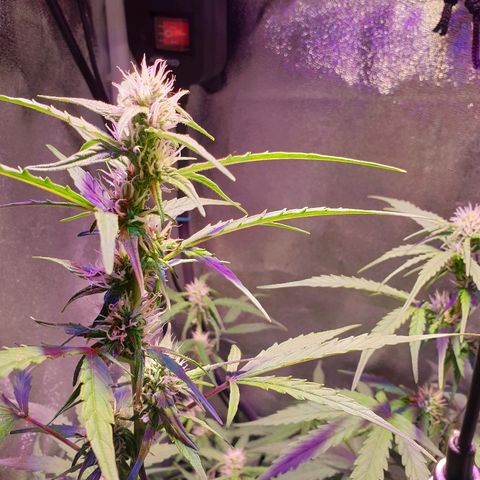Royal Dwarf 2 growlog timeline photo
