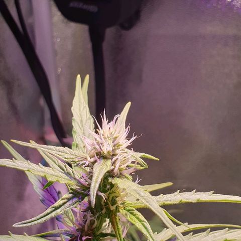 Royal Dwarf 2 growlog timeline photo