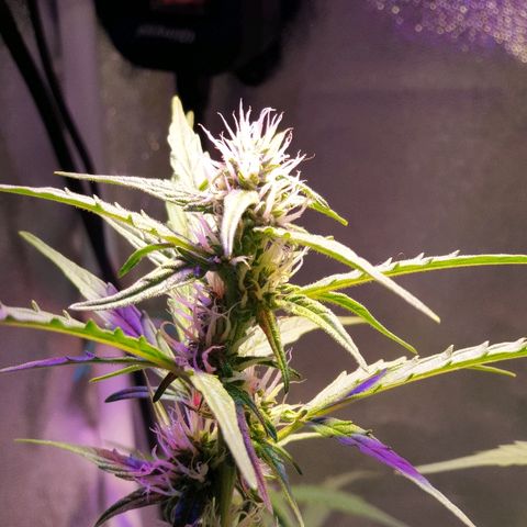 Royal Dwarf 2 growlog timeline photo