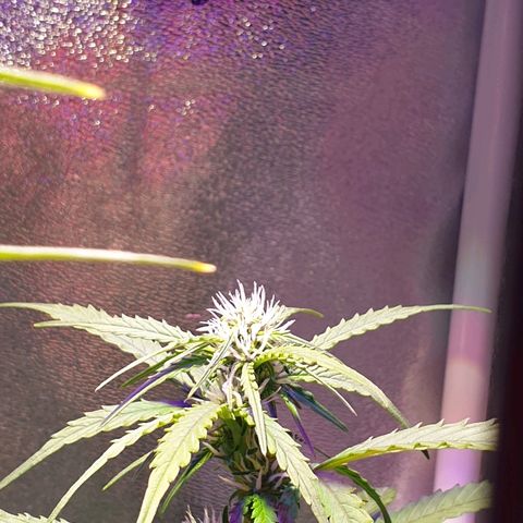 Royal Dwarf 1 growlog timeline photo