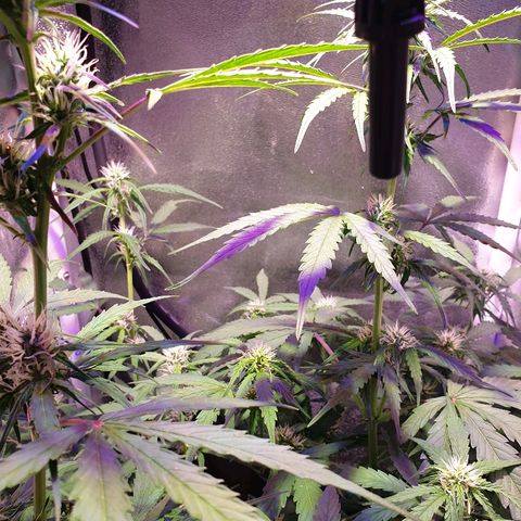 Royal Dwarf 1 growlog timeline photo