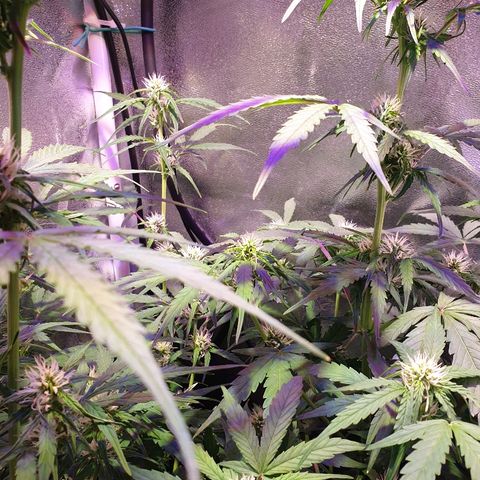 Royal Dwarf 1 growlog timeline photo