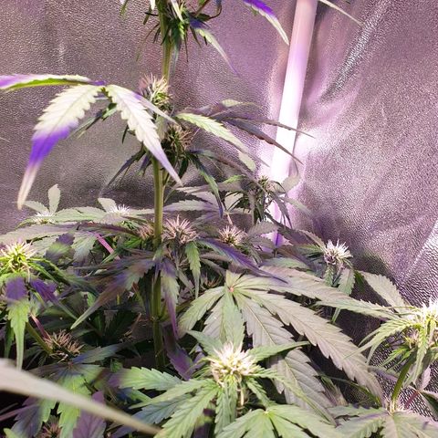 Royal Dwarf 1 growlog timeline photo