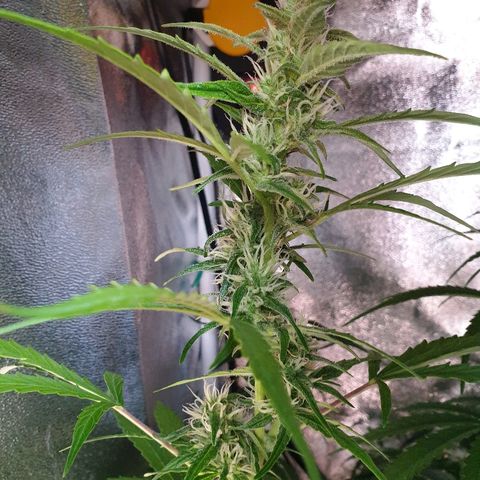 Royal Dwarf 2 growlog timeline photo