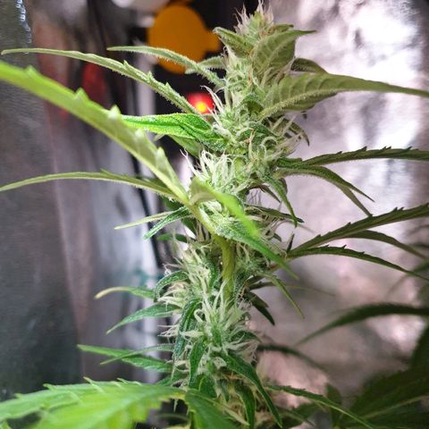 Royal Dwarf 2 growlog timeline photo