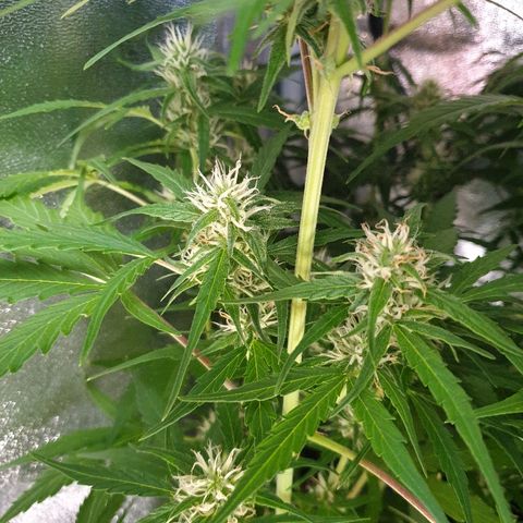 Royal Dwarf 2 growlog timeline photo