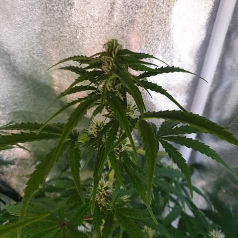Royal Dwarf 1 growlog timeline photo