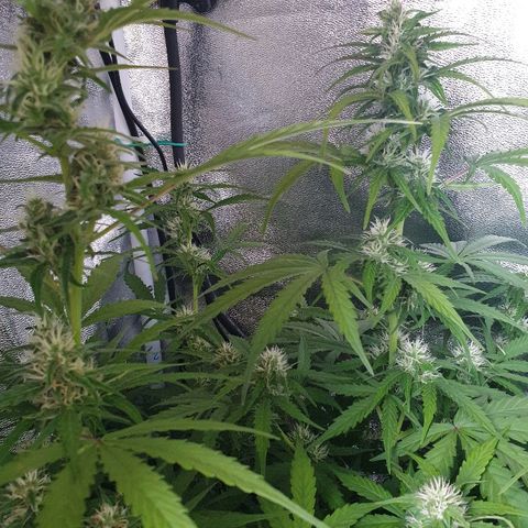 Royal Dwarf 1 growlog timeline photo
