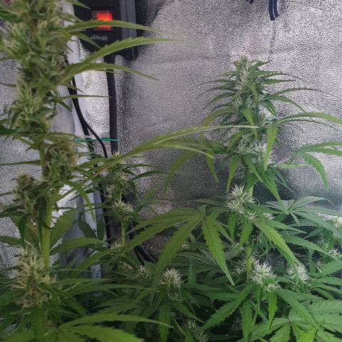 Royal Dwarf 1 growlog timeline photo