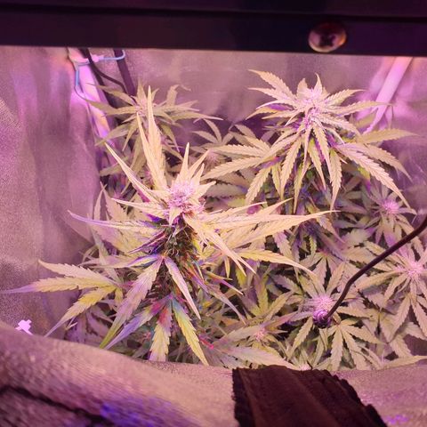 Royal Dwarf 1 growlog timeline photo