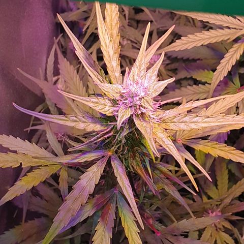 Royal Dwarf 2 growlog timeline photo