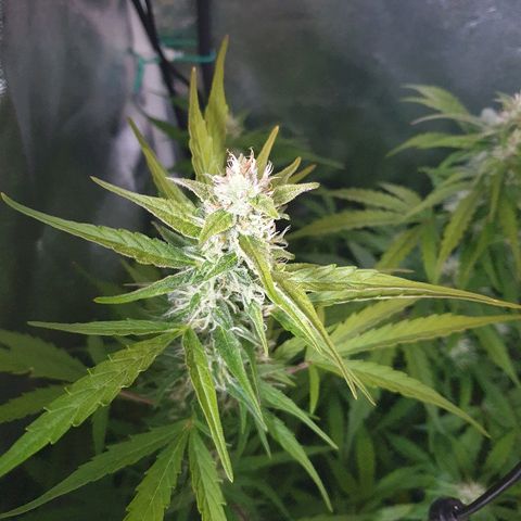 Royal Dwarf 2 growlog timeline photo