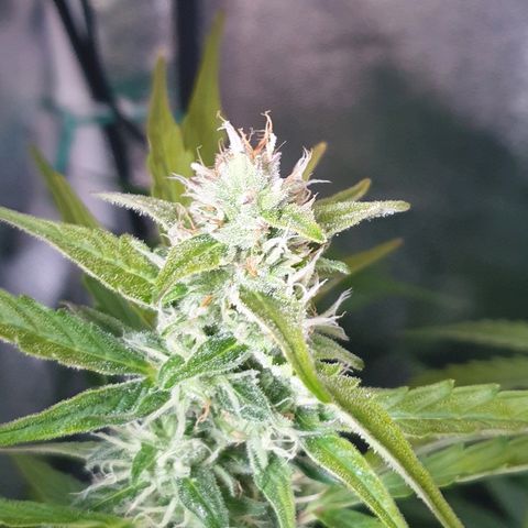Royal Dwarf 2 growlog timeline photo