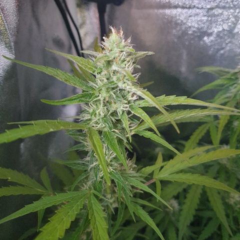 Royal Dwarf 2 growlog timeline photo