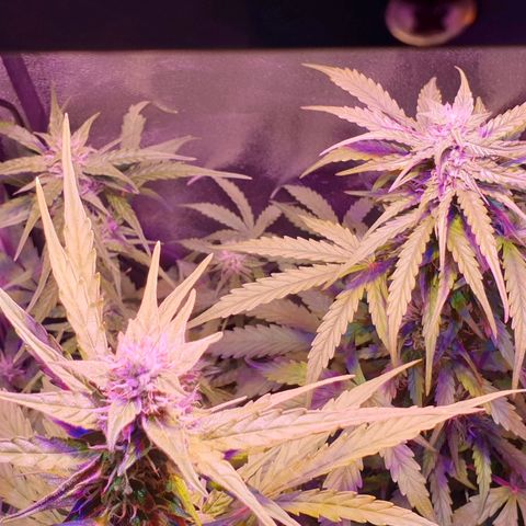Royal Dwarf 1 growlog timeline photo