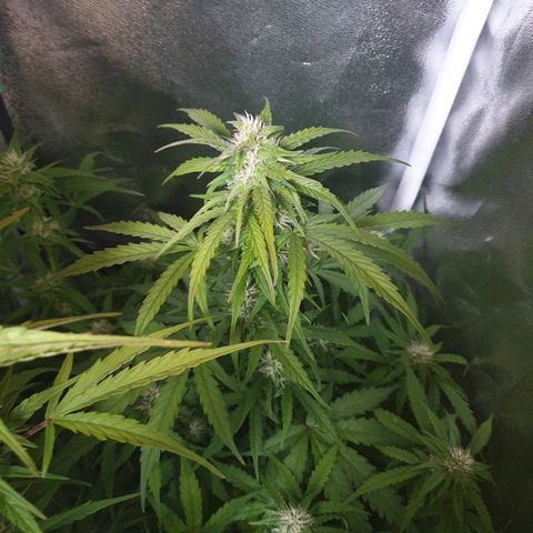 Royal Dwarf 1 growlog timeline photo