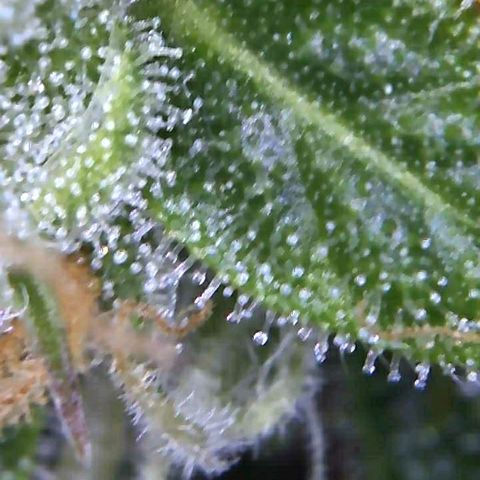 Royal Dwarf 1 growlog timeline photo