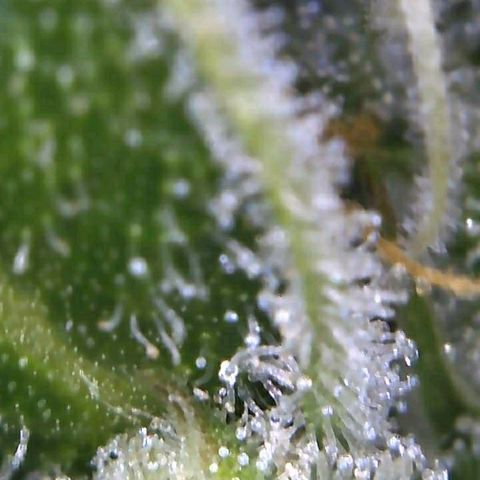 Royal Dwarf 1 growlog timeline photo