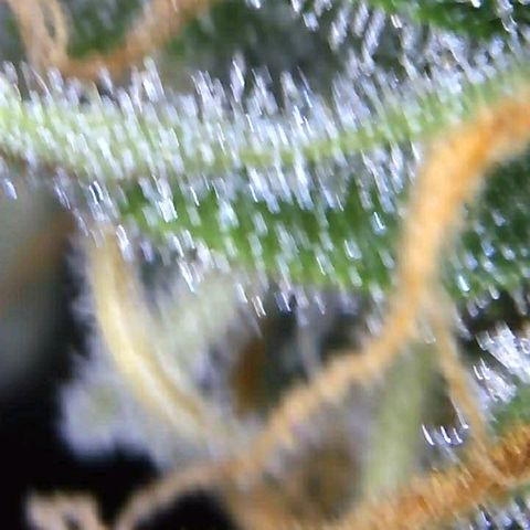 Royal Dwarf 1 growlog timeline photo