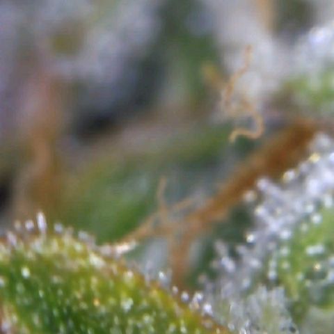 Royal Dwarf 1 growlog timeline photo