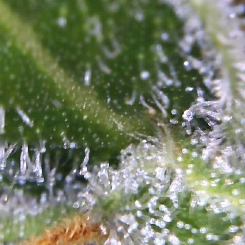 Royal Dwarf 1 growlog timeline photo