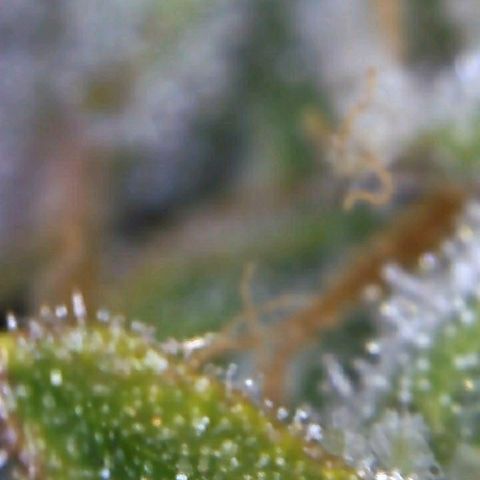 Royal Dwarf 1 growlog timeline photo