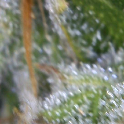 Royal Dwarf 1 growlog timeline photo