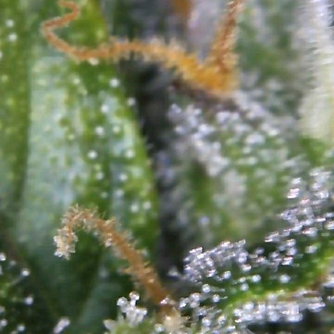 Royal Dwarf 1 growlog timeline photo