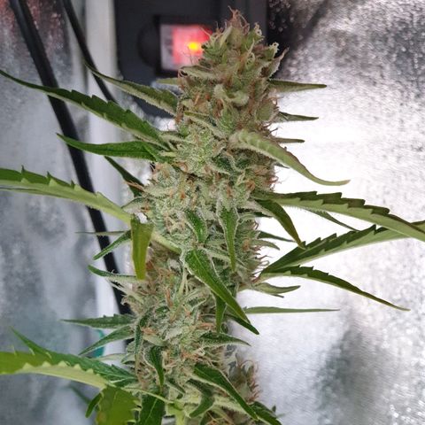 Royal Dwarf 2 growlog timeline photo