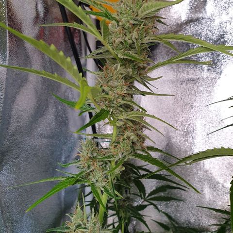 Royal Dwarf 2 growlog timeline photo