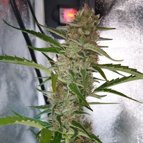 Royal Dwarf 2 growlog timeline photo