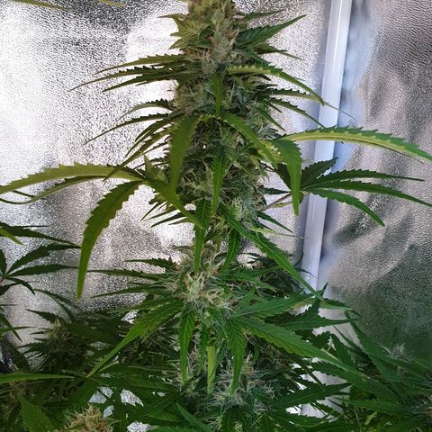 Royal Dwarf 1 growlog timeline photo