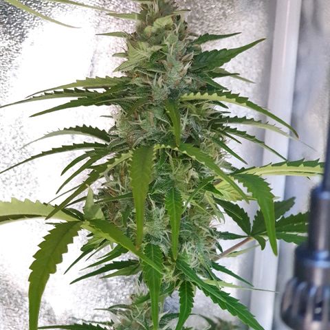 Royal Dwarf 1 growlog timeline photo