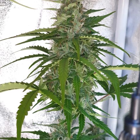 Royal Dwarf 1 growlog timeline photo