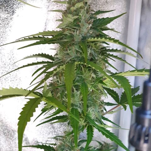 Royal Dwarf 1 growlog timeline photo