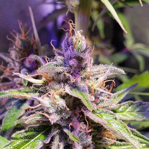 Royal Dwarf 1 growlog timeline photo
