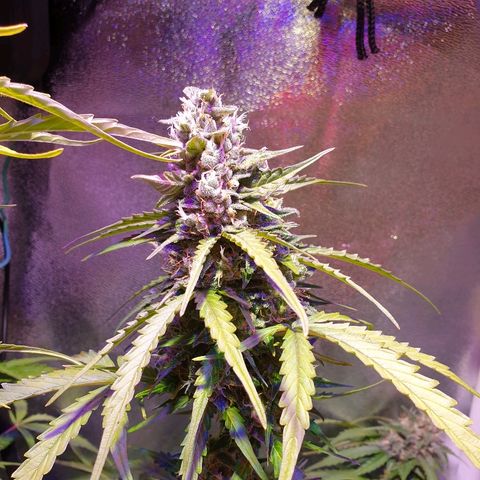 Royal Dwarf 1 growlog timeline photo