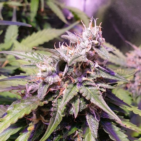 Royal Dwarf 1 growlog timeline photo
