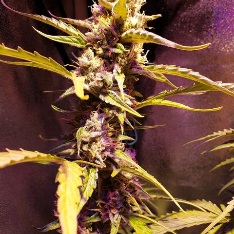 Royal Dwarf 2 growlog timeline photo