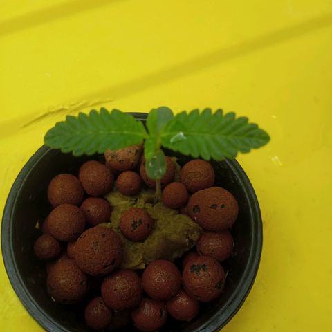 Unknown strain growlog photo: 10 days since sprout. 2 new sprouts as well
