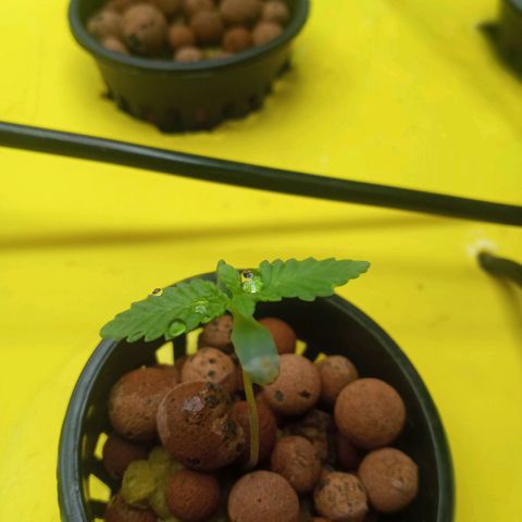 Unknown strain growlog photo: 10 days since sprout. 2 new sprouts as well