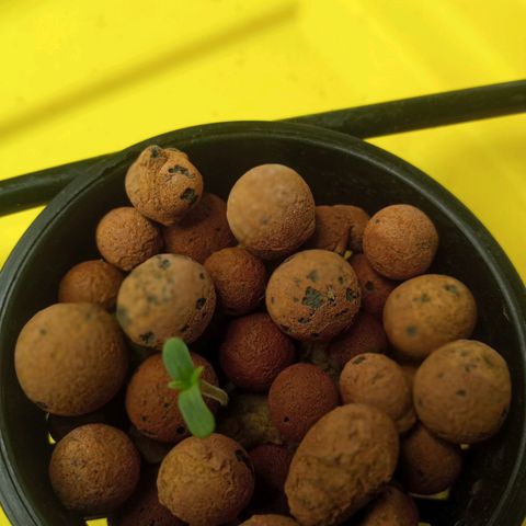 Unknown strain growlog photo: 10 days since sprout. 2 new sprouts as well