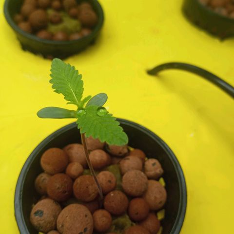 Unknown strain growlog photo: 10 days since sprout. 2 new sprouts as well